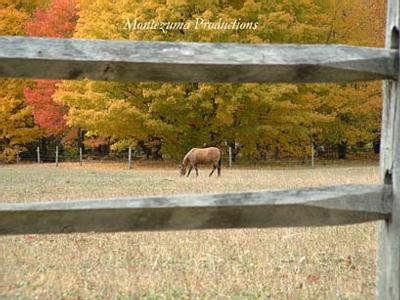 Equine Autumn