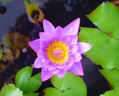 Lotus in Botanical Gardens