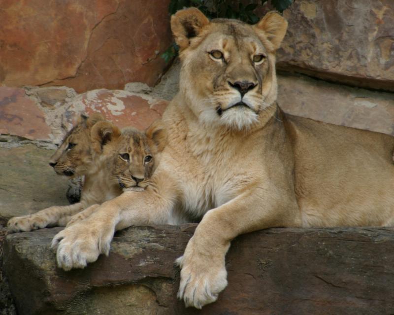 Lulu, Layla, and mom