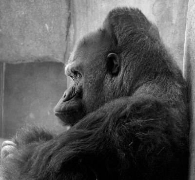 Captivity