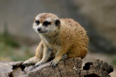 the lookout