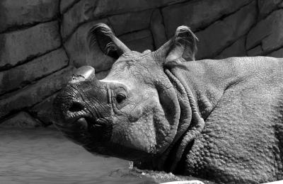 Asian Rhino