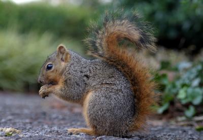 Fox Squirrel