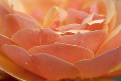 Floribunda Rose Petals
