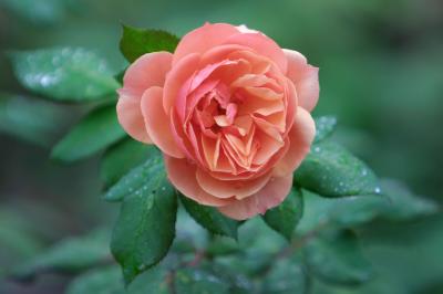 Floribunda Rose