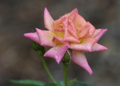 Raindrops on Rose Petals