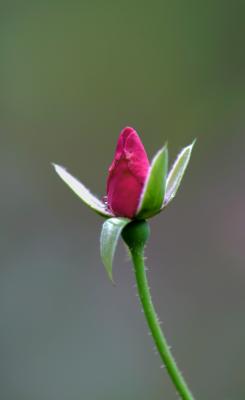 rose bud