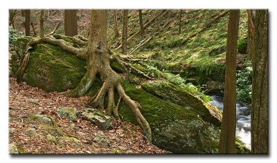 CRW_9569