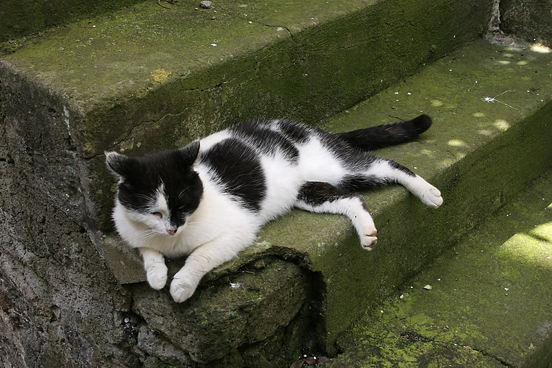 shadowy cat 2004
