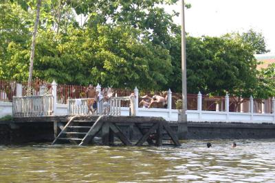 Scenes from our water taxi ride