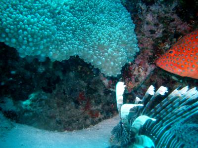 Lionfish and bar-cheeked coral trout looking at something