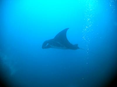 Manta Ray