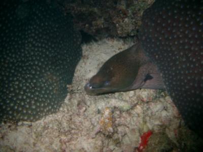 Moral eel during a night dive