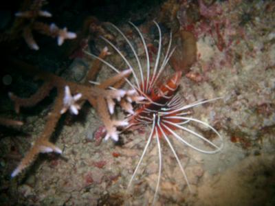 Clearfin Lionfish