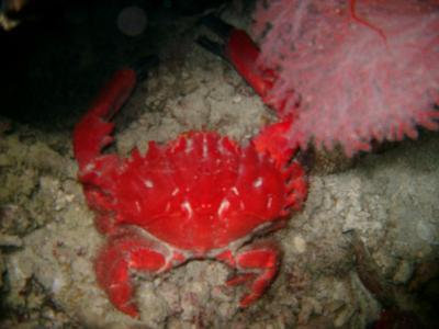 Even bigger crab!! Good night dive