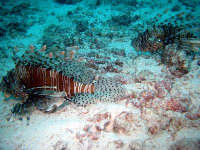 A pair of common lionfish (poisonous)