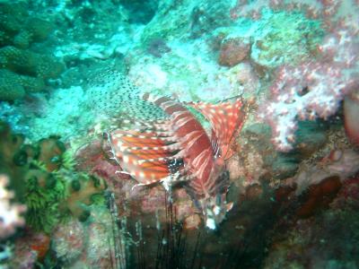 Shortfin Lionfish?? Locals told me it was a Dragon Lionfish (I like that name)