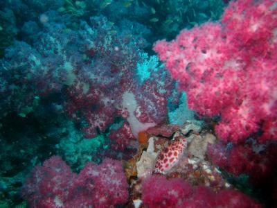 Beautiful soft coral & a hidden Rubble Dwarfgoby???