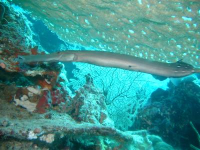 trumpetfish trying to hide from me