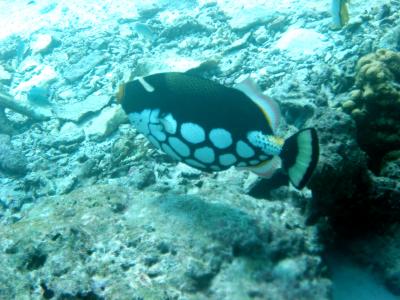 Another Clown Triggerfish!!!!!