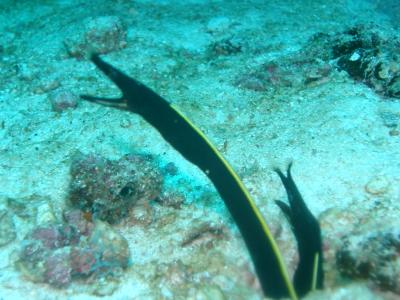 Juvenile Ribbon eels