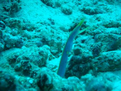 Ribbon Eel - Blue is adult and male (female are rare, the change from male to female)