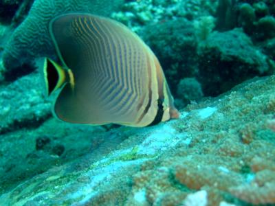 Triangular Butterflyfish