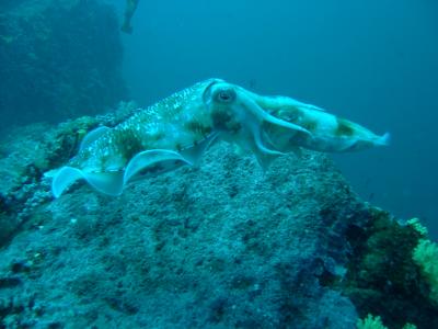 Two cuttlefish getting friendly