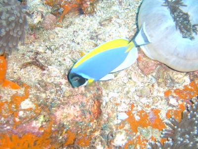 Powderblue Surgeonfish