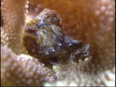 Frogfish taken from our video
