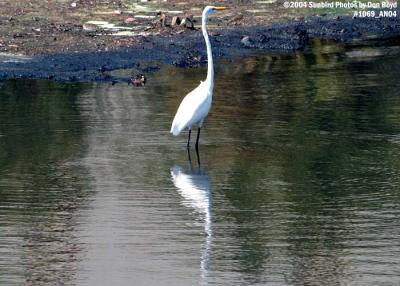 Egret stock photo #1069