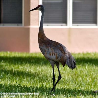 Sandhill Crane stock photo #1073