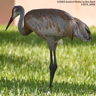 Big ass bird stock photo #1074