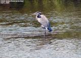Blue Heron (?) stock photo #1071