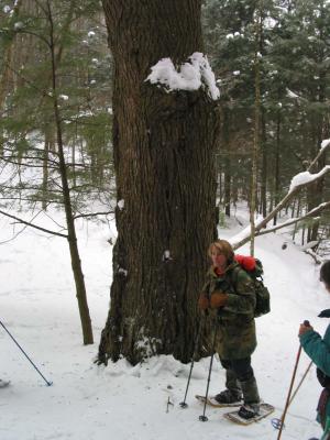 Big Hemlock