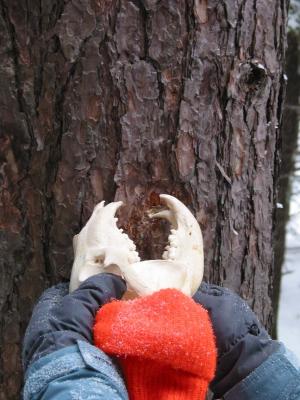 Nancy Bear Skull 2