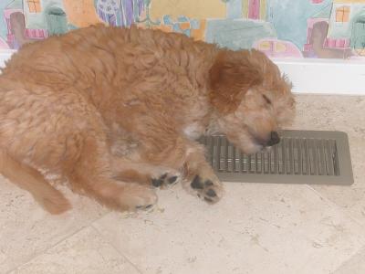 Nice and cool on top of the vent...