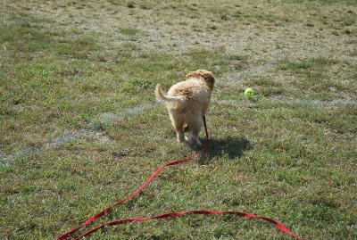 Stalking the wily tennis ball.