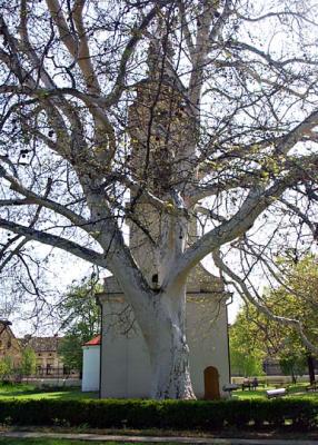 Lower Church and plane tree, Sremski Karlovci