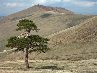 In the Zlatibor mountains