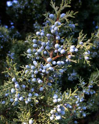 Juniper Berries