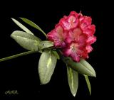 Rhododendron - FCAS 870576 net.jpg