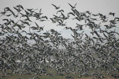 Barnacle Goose - Bramgs - Branta leucopsis