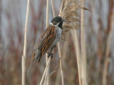 Reed Bunting male - Rrspurv han - Emberiza schoeniclus