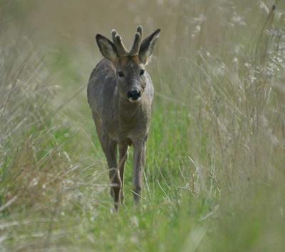 Roe deer - Rdyr - Capreolus capreolus