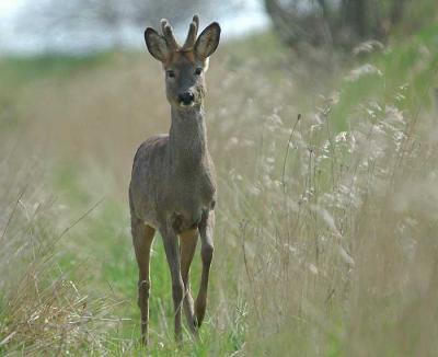 Roe deer - Rdyr - Capreolus capreolus