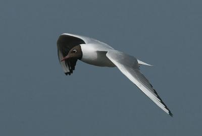 Black-headed Gull - Httemge - Larus ridibundus