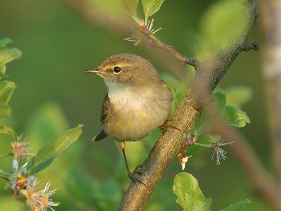 Common Chiffchaff - Gransanger - Phylloscopus collybita