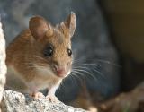 Yellow-necked Mouse - Halsbndsmus - Apodemus flavicollis