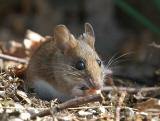 Yellow-necked Mouse - Halsbndsmus - Apodemus flavicollis